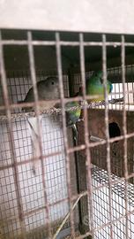 Parrocchetti dal Groppone