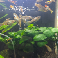 Pesce endler femmina