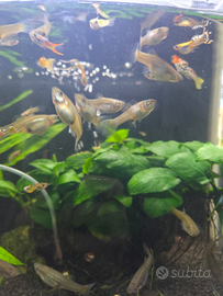 Pesce endler femmina