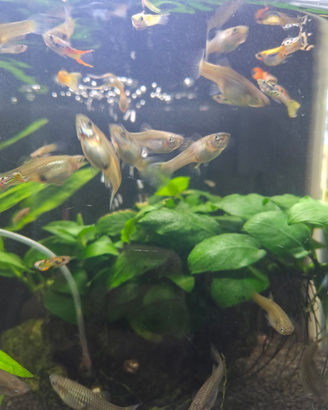 Pesce endler femmina