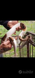 Pitone reale 0.1 (femmina) Pied