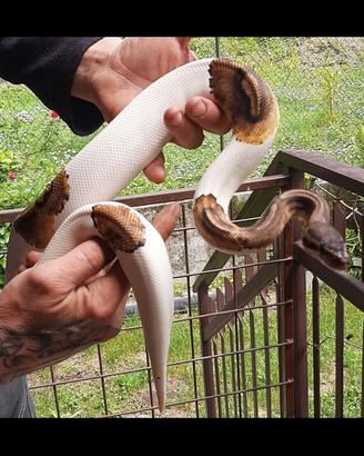 Pitone reale 0.1 (femmina) Pied