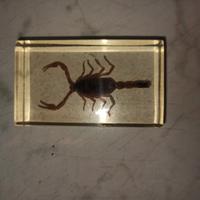 insetti da collezione originali in resina traspare