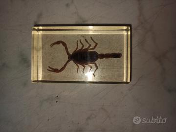 insetti da collezione originali in resina traspare