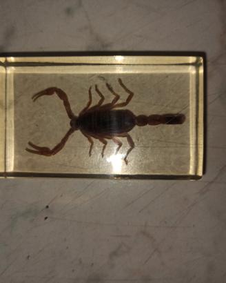insetti da collezione originali in resina traspare