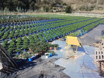 Terreno agricolo
