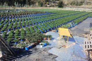 Terreno agricolo
