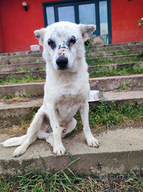 Adozione gratuita Mario