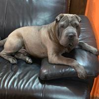 Sharpei Blue