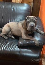 Sharpei Blue