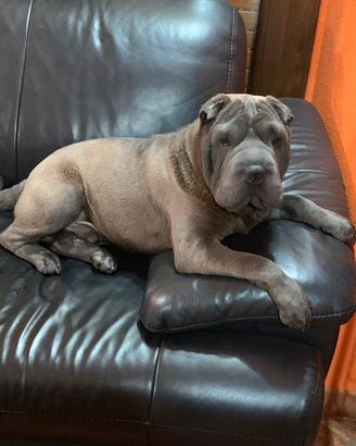 Sharpei Blue