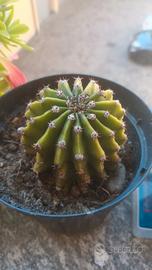 PIANTINE di ECHINOPSIS🌵