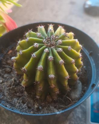 PIANTINE di ECHINOPSIS🌵