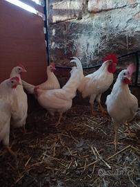 Galline