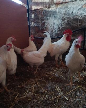 Galline
