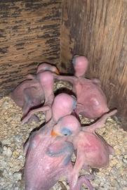 Pulli parrocchetto dal collare