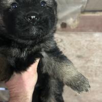 Cuccioli di pastore tedesco