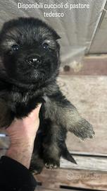 Cuccioli di pastore tedesco