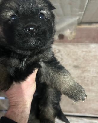 Cuccioli di pastore tedesco