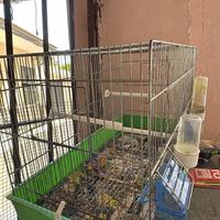 Gabbia per canarini , pappagalli , bengaline .