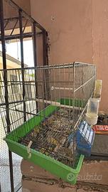 Gabbia per canarini , pappagalli , bengaline .