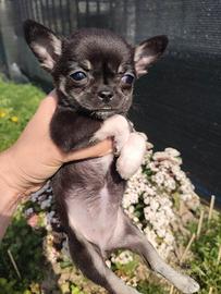 Femmina chihuahua minuacola