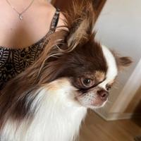 Chihuahua per monta