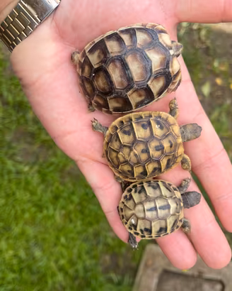 Tartarughe di terra