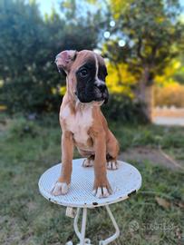 Cuccioli di Boxer