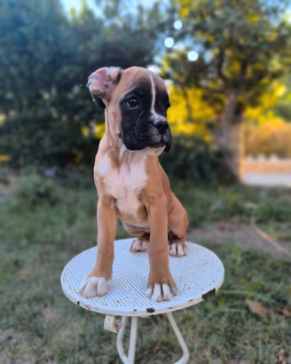 Cuccioli di Boxer