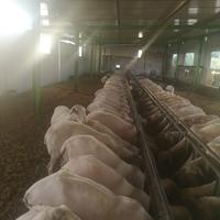 Nastro Alimentazione pecore