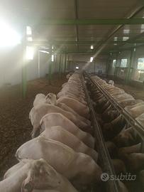 Nastro Alimentazione pecore