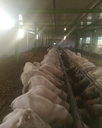 Nastro Alimentazione pecore