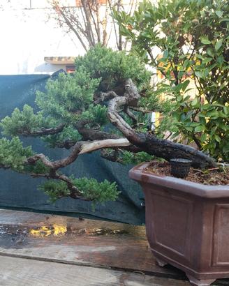 Juniperus procumbens