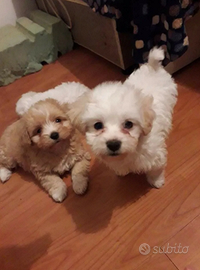 Maltipoo toy