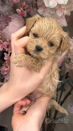 Maltipoo puro asiatico. Qualità boutique
