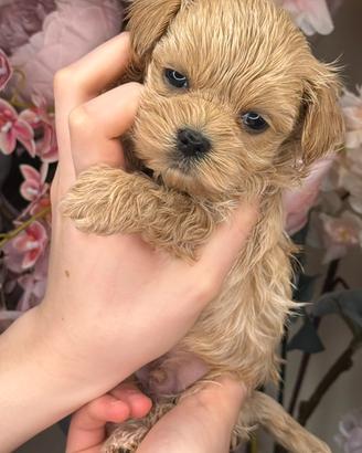 Maltipoo puro asiatico. Qualità boutique