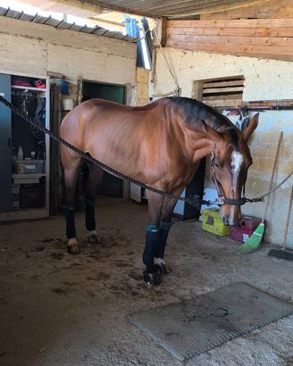 Cavallo belga di 10 anni