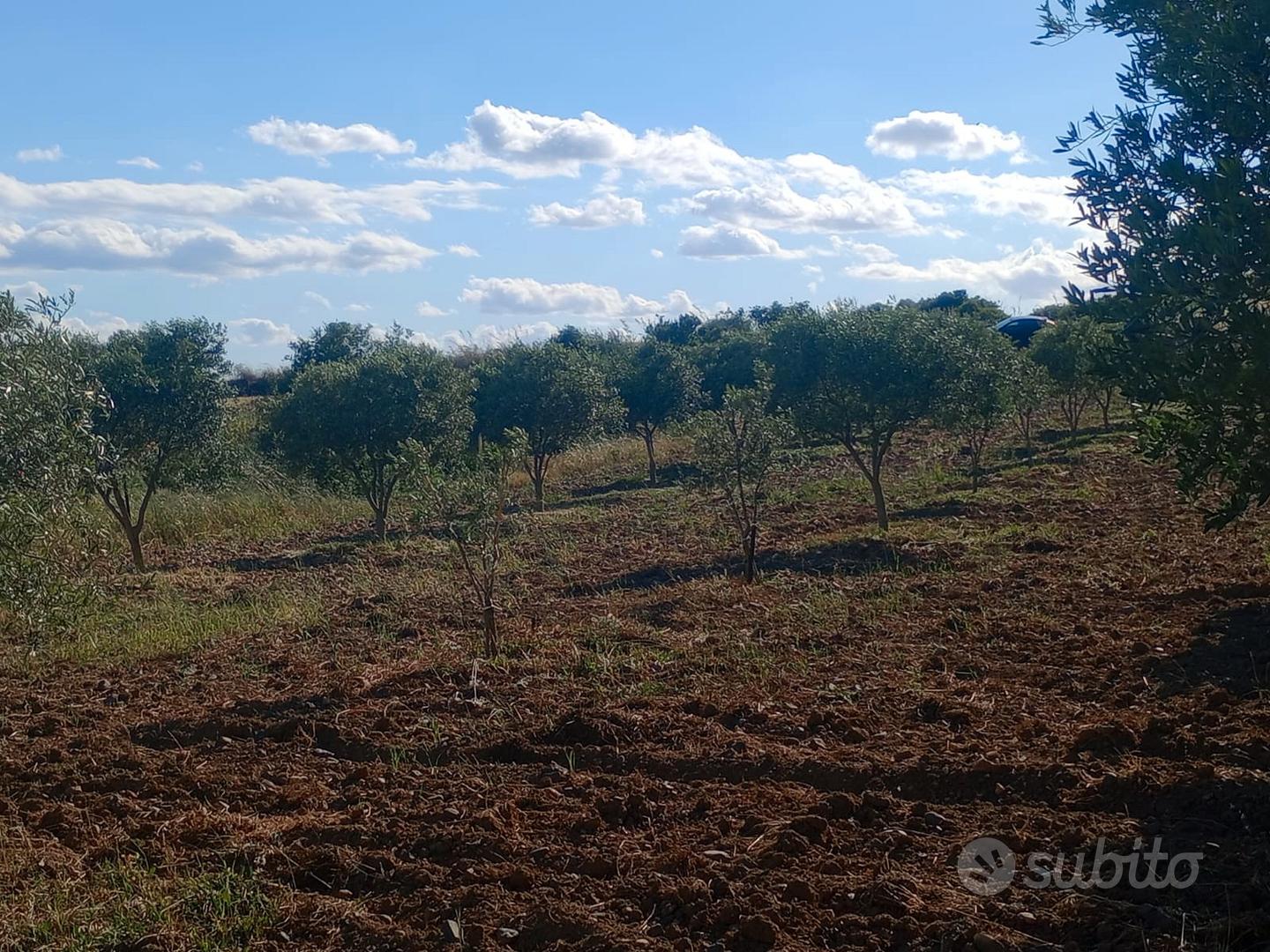 Terreno con ulivi - Vista 3