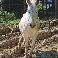Asinello bianco