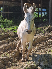 Asinello bianco