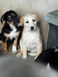 Cuccioli taglia media grande adozione