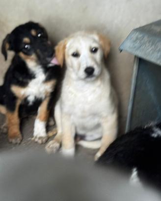 Cuccioli taglia media grande adozione