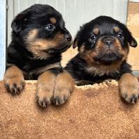 Rottweiler cuccioli alta genealogia disponibili