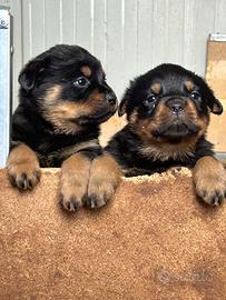 Rottweiler cuccioli alta genealogia disponibili