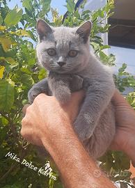 Cucciole ? di British Shorthair Blu