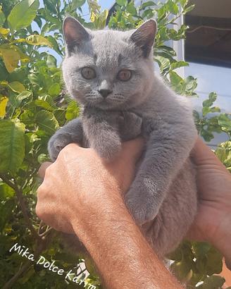 Cucciole ? di British Shorthair Blu