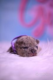 Cuccioli di bulldog francesi