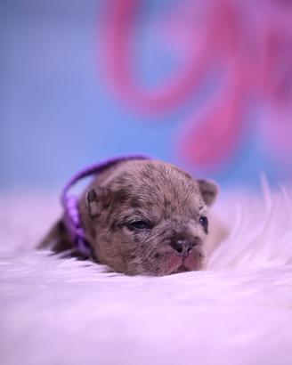 Cuccioli di bulldog francesi