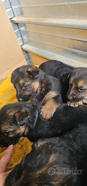 Cucciole pastore tedesco